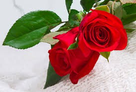 Rosas Rojas Colombianas a sólo $800.-